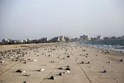 فاجعه مرگ گربه ماهی‌ها در ساحل جاسک+عکس‌ها