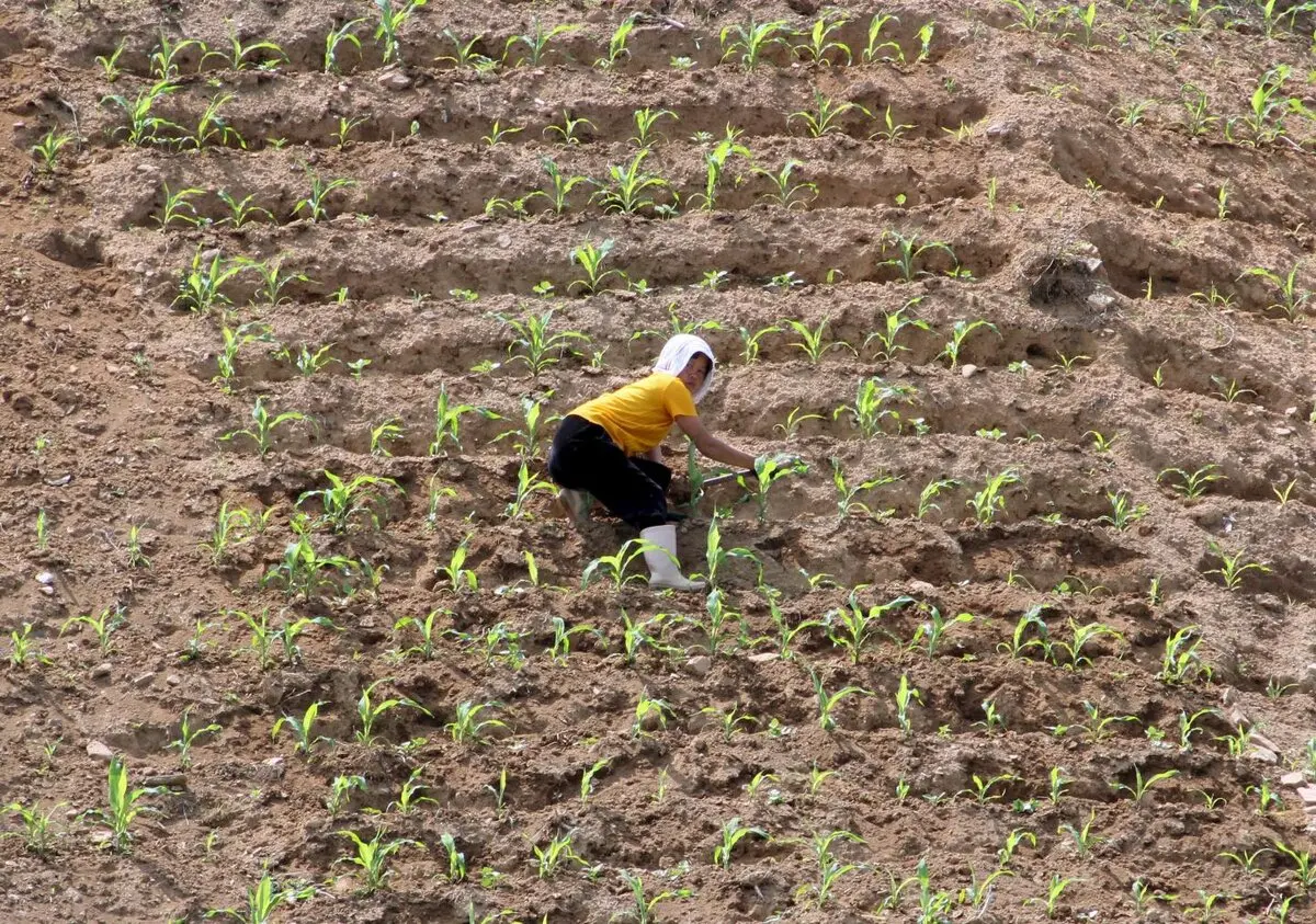 خطر قحطی دوباره در کره شمالی