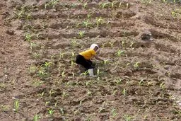 خطر قحطی دوباره در کره شمالی