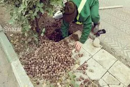 سوله مدیریت بحران و انبار گردو یکی از موش‌های ساکن تهران/عکس