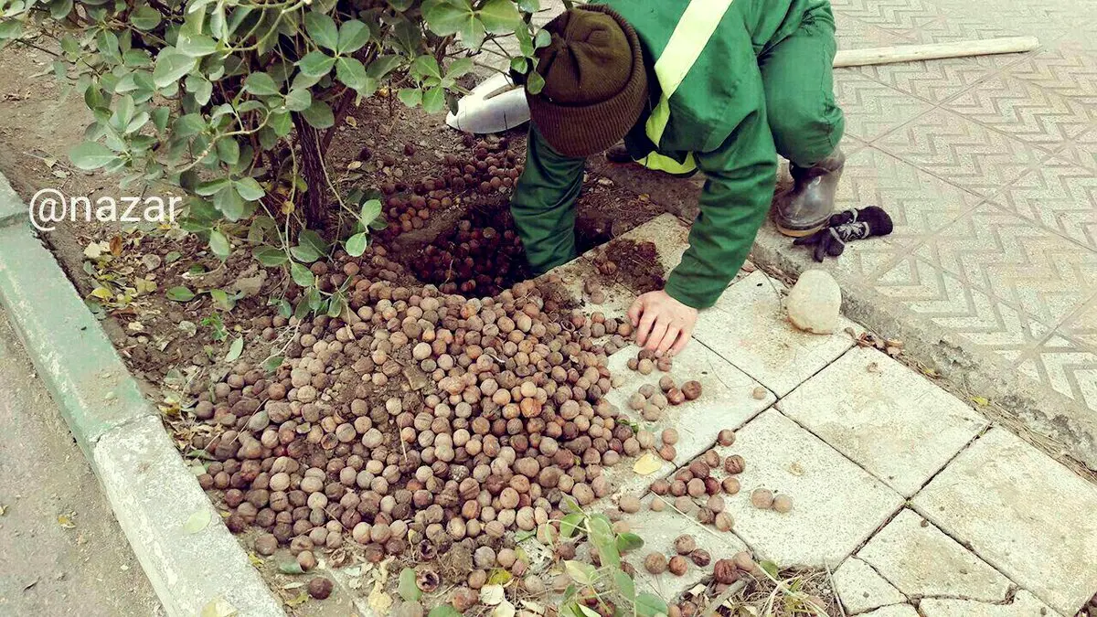 سوله مدیریت بحران و انبار گردو یکی از موش‌های ساکن تهران/عکس