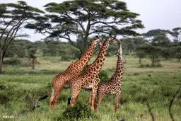 حیات وحش تانزانیا/تصاویر