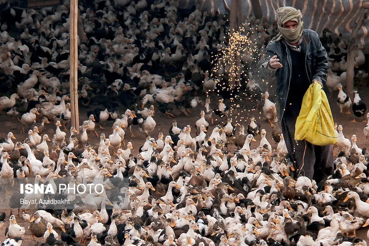 تصاویری از شغلی پردرآمد و دیدنی در لرستان