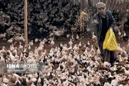 تصاویری از شغلی پردرآمد و دیدنی در لرستان