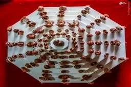 گذران زندگی با «هسته هلو»/تصاویر