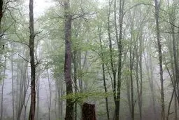 عکس/جنگل و مه