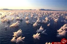 تصاویری جالب از گل های یخی + عکس