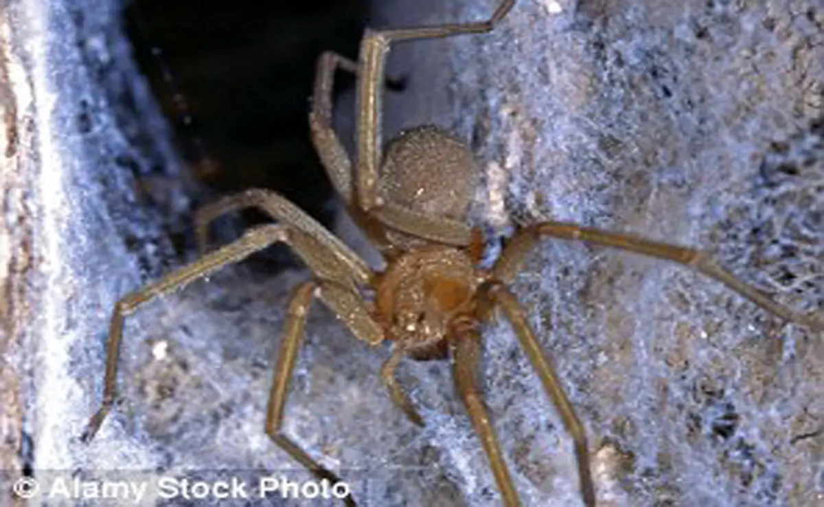 مرگبارترین عنکبوت جهان پسر جوان را در چند قدمی مرگ قرار داد+ تصاویر
