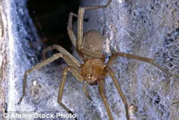 مرگبارترین عنکبوت جهان پسر جوان را در چند قدمی مرگ قرار داد+ تصاویر