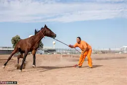 اسب درمانی برای زندانیان خلافکار/ تصاویر