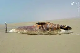 پیداشدن نهنگ ۱۳متری در سواحل بوشهر/تصاویر