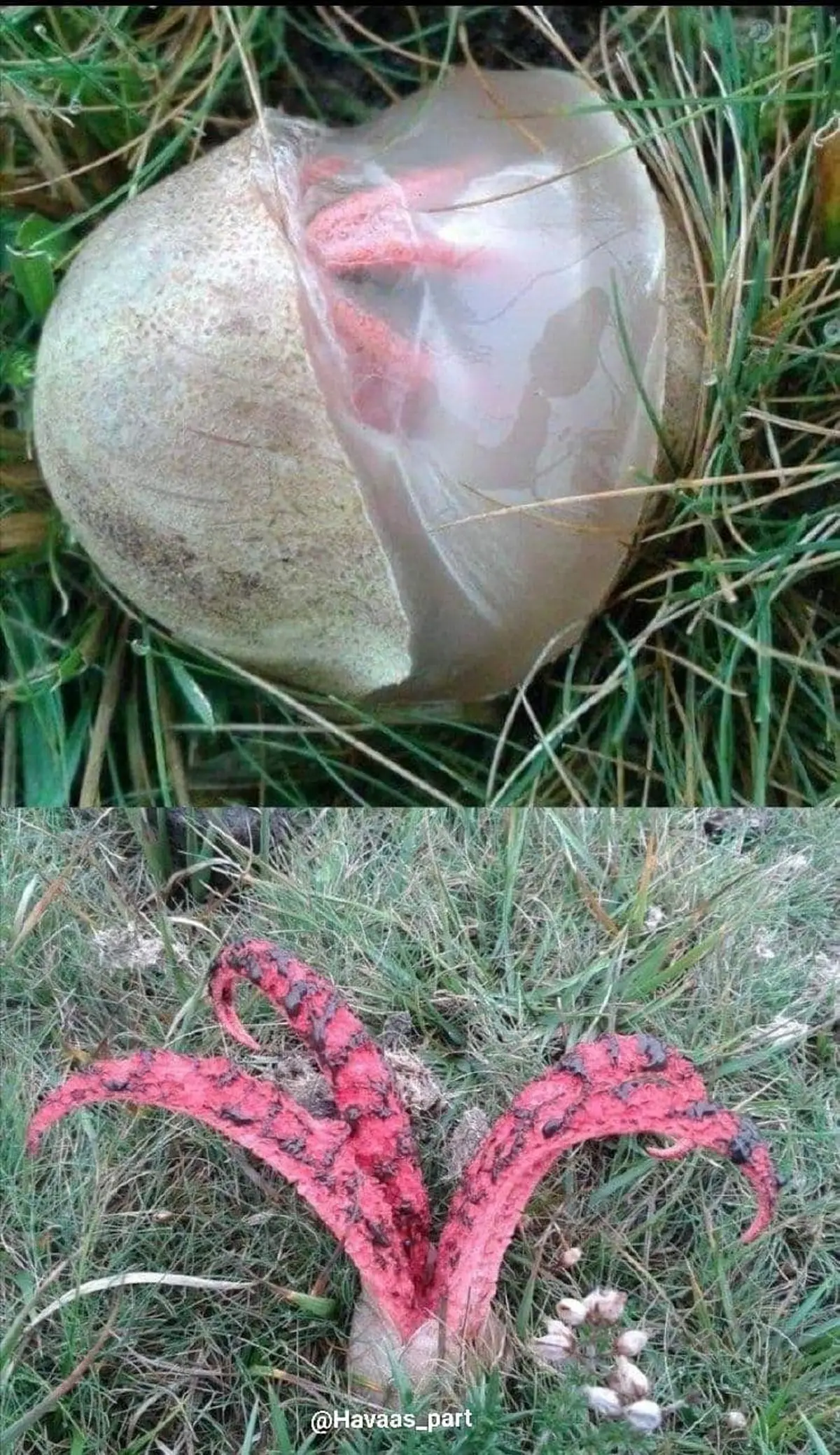 قارچی ترسناک معروف به انگشت شیطان!+عکس