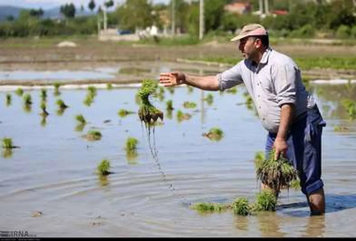 تصاویر: نشاء سنتی برنج در مازندران