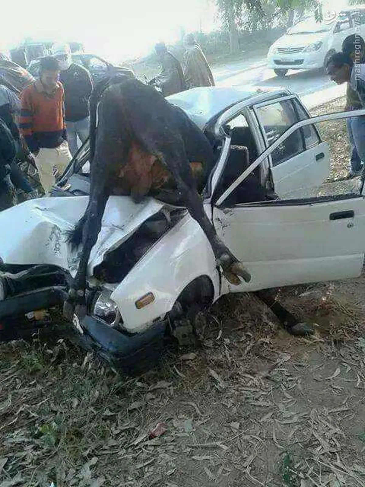 تصادف عجیب و غریب/ عکس