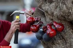 درخت کریسمس متفاوت/عکس