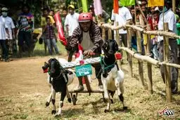 عکس/ مسابقات بز سواری روستاییان در جاوای اندونزی