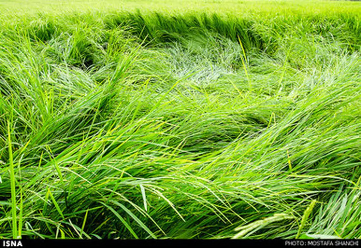 شالیزارهای برنج مازندران پس از باران/تصاویر