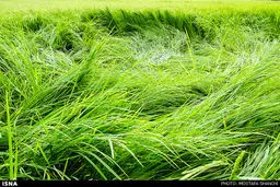 شالیزارهای برنج مازندران پس از باران/تصاویر