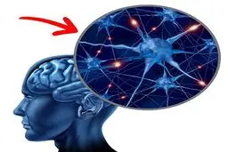 اگر روزی ۲ عدد تخم‌مرغ بخورید چه اتفاقی در بدنتان می‌افتد
