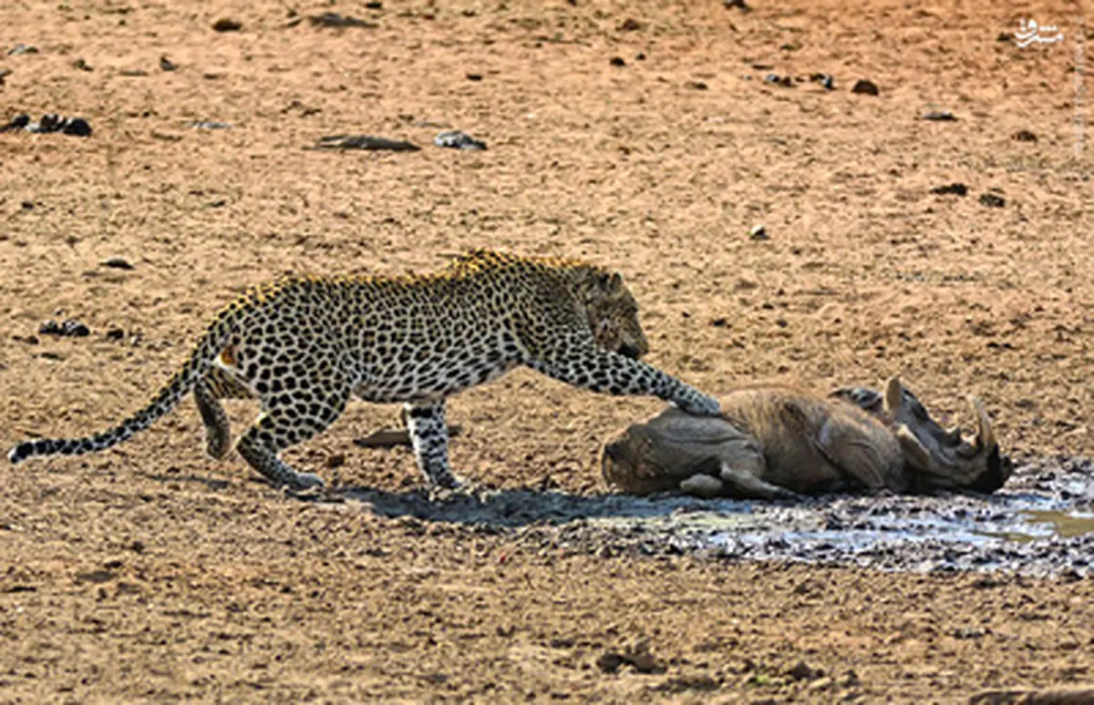 خواب بی‌موقع، گراز را به کشتن داد/ تصاویر