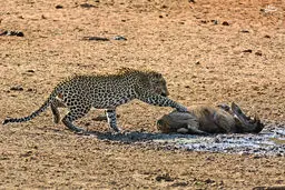 خواب بی‌موقع، گراز را به کشتن داد/ تصاویر