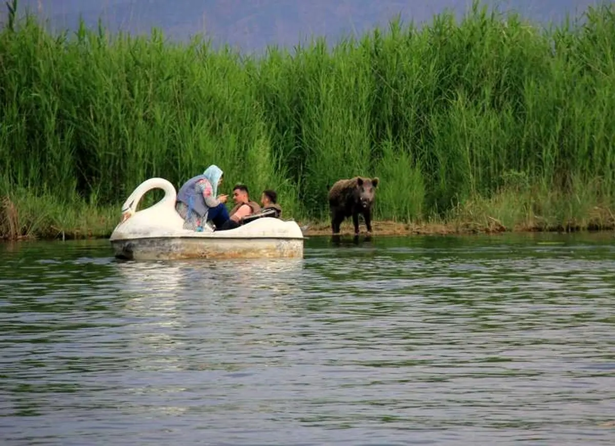 صحنه‌ای جالب از حیات وحش مریوان / عکس