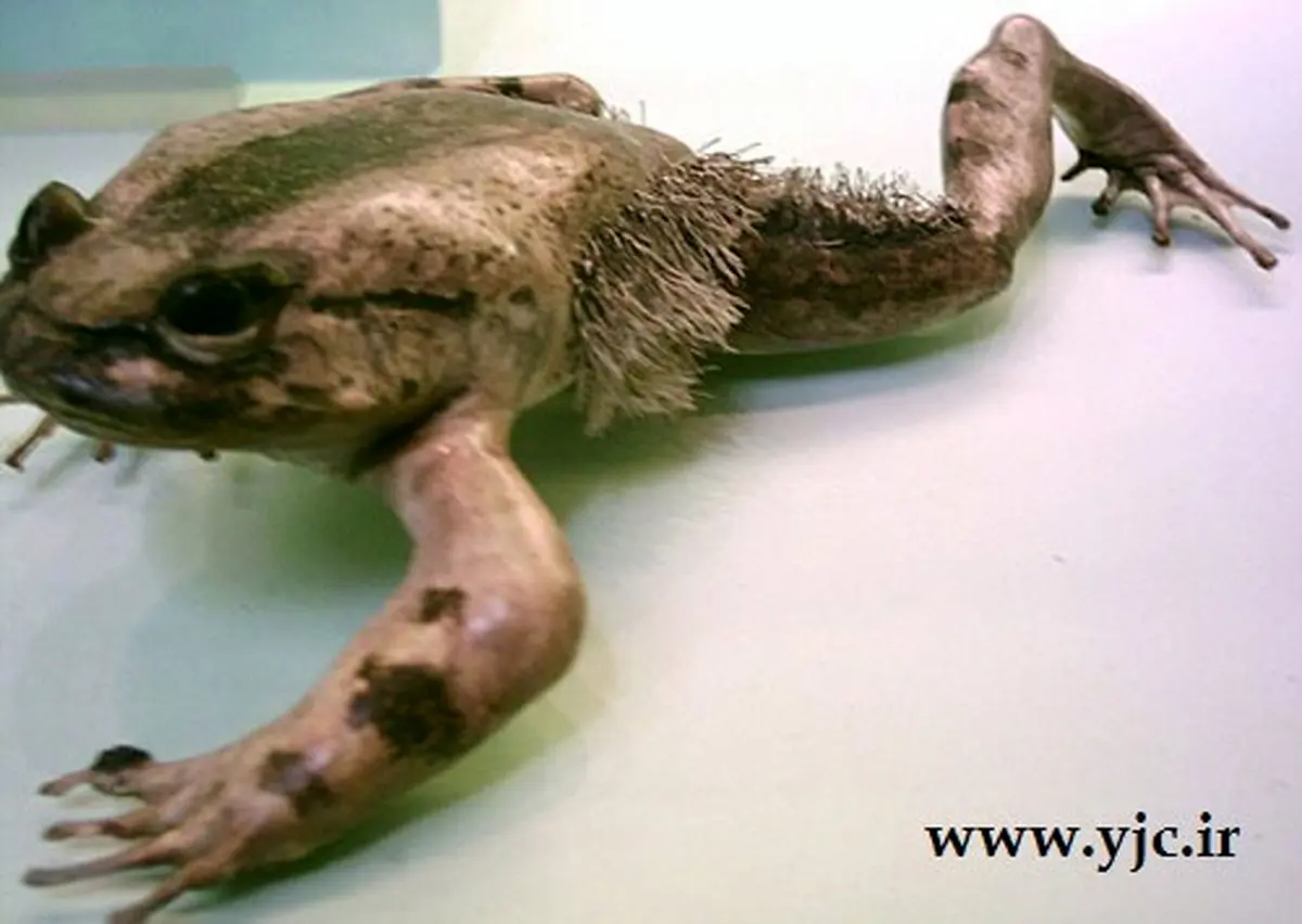 قورباغه‌ای با روش دفاعی عجیب! +عکس