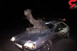 عجیب ترین عکس از تصادف شتر با پژو / در خراسان رخ داد
