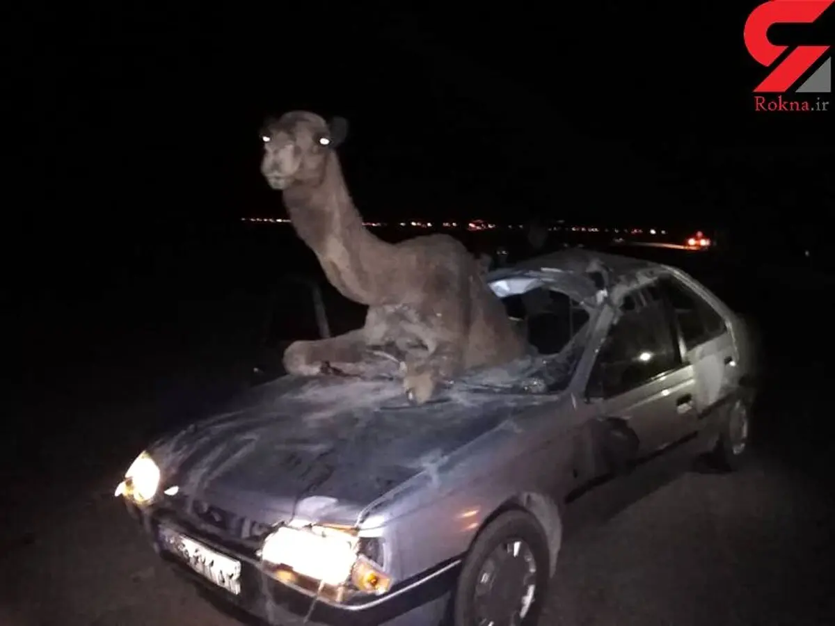 عجیب ترین عکس از تصادف شتر با پژو / در خراسان رخ داد