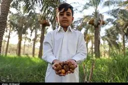 برداشت خرما در روستای ابودبس شهرستان کارون / تصاویر