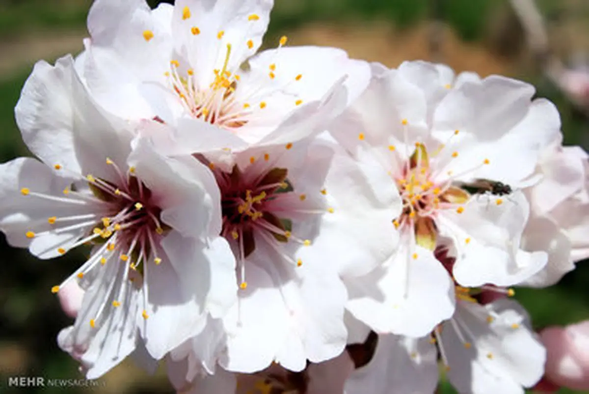 تصاویری زیبا از طبیعت بهاری دماوند