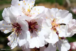 تصاویری زیبا از طبیعت بهاری دماوند