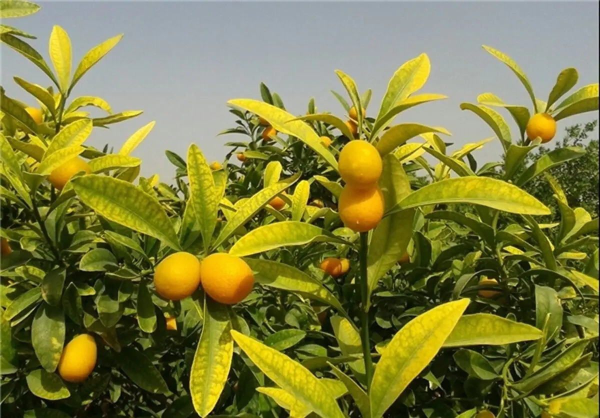 میوه ای لذیذ با خواص باورنکردنی +عکس