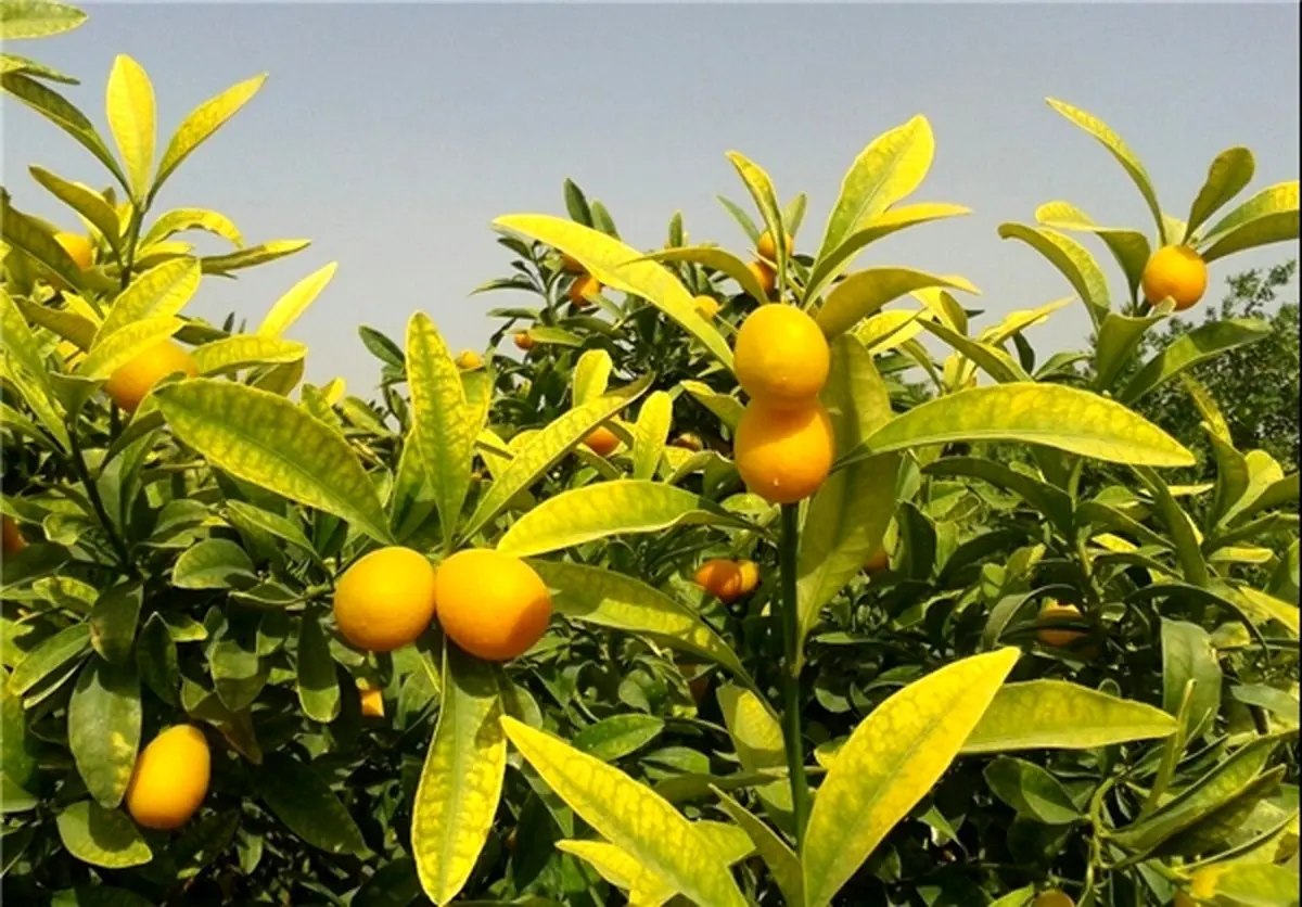 میوه ای لذیذ با خواص باورنکردنی +عکس