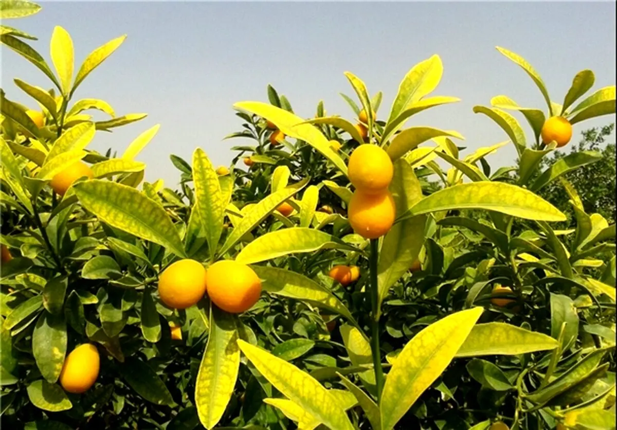 میوه ای لذیذ با خواص باورنکردنی +عکس