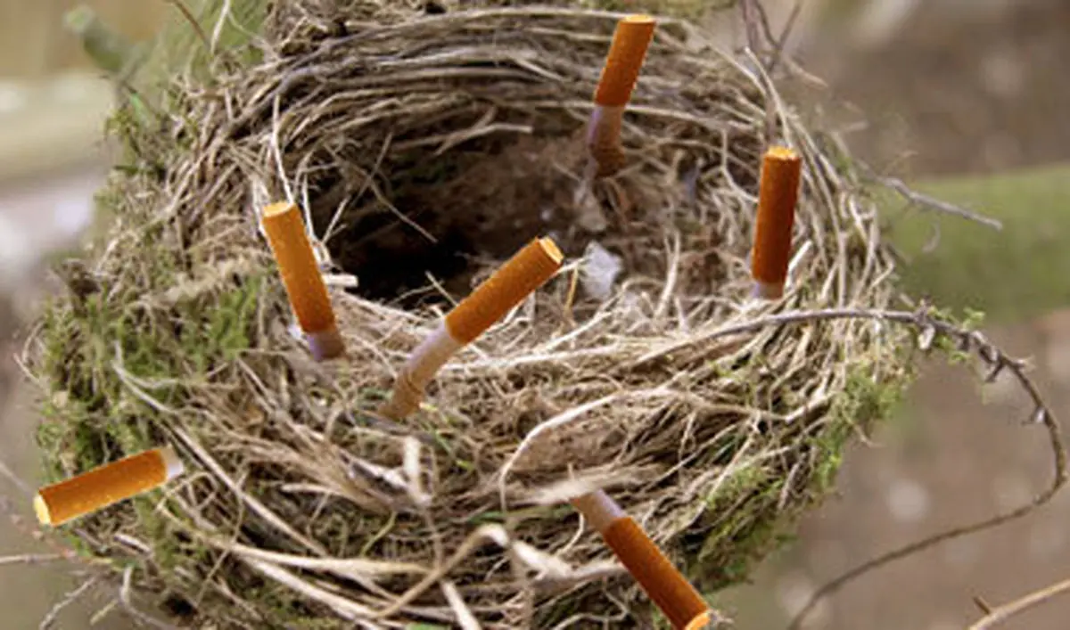 علت جالب استفاده گنجشک ها از ته سیگار/عکس