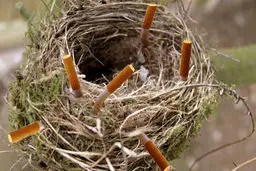 علت جالب استفاده گنجشک ها از ته سیگار/عکس