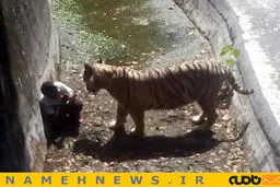 ببر سفید، دانش‌آموزی را کشت/ عکس
