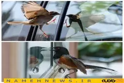 حیواناتی که از ظاهر خود متنفرند/ عکس