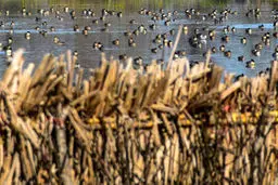 تصاویر زیبا از تالاب «فریدون‌کنار»