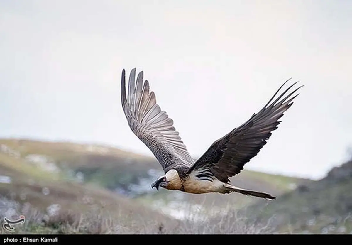 عکس/ "هما" پرنده افسانه ای ایران
