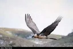 عکس/ "هما" پرنده افسانه ای ایران