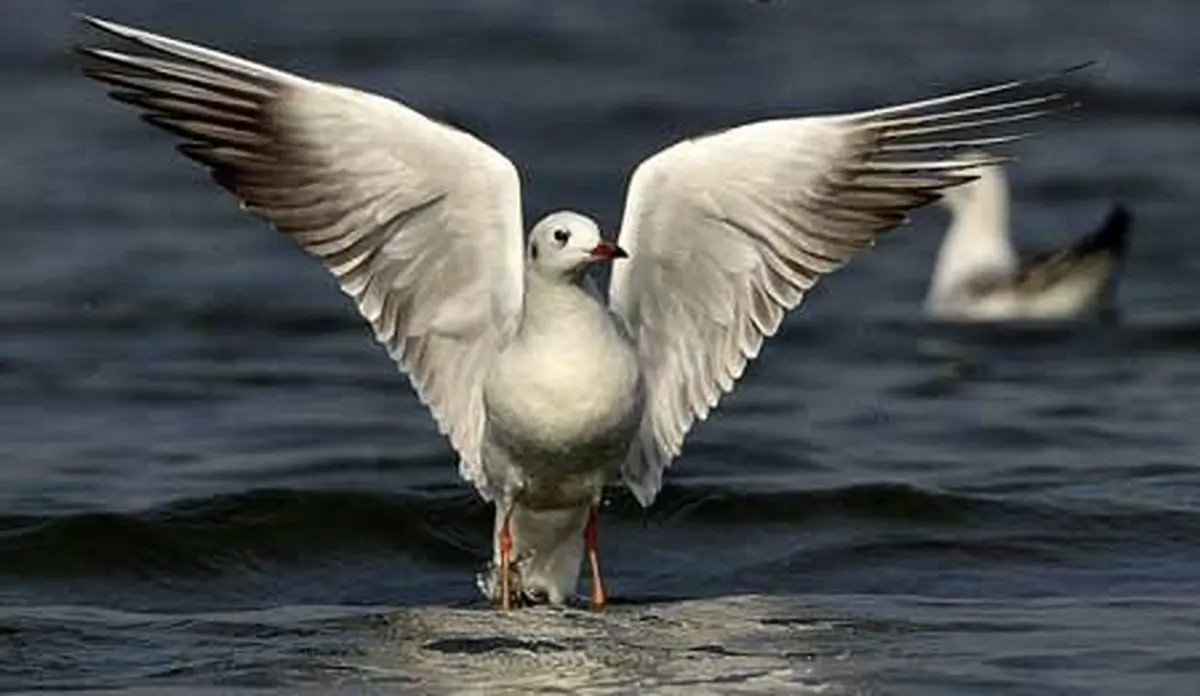 گالری عکس های دیدنی و جالب / تصاویر