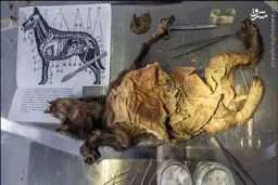 کشف سگ ۱۲ هزار ساله در سیبری/عکس