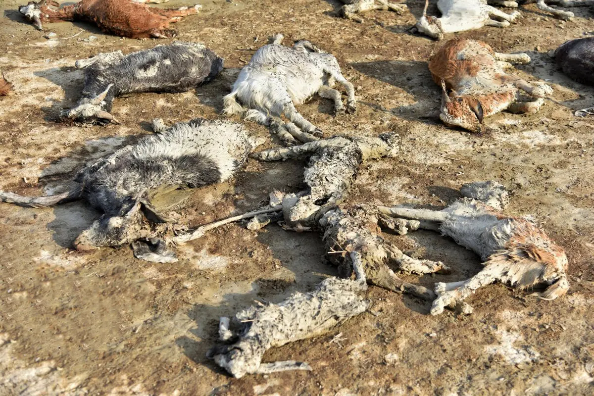 تصاویر / اتلاف احشام مردم روستایی در سیستان و بلوچستان در پی سیل