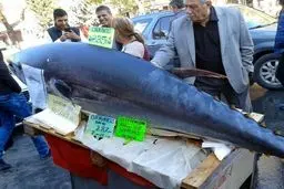 صید ماهی ۲۹۰ کیلویی در ترکیه / تصاویر