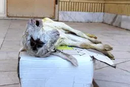 تولد بزغاله عجیب الخلقه در خراسان رضوی + عکس