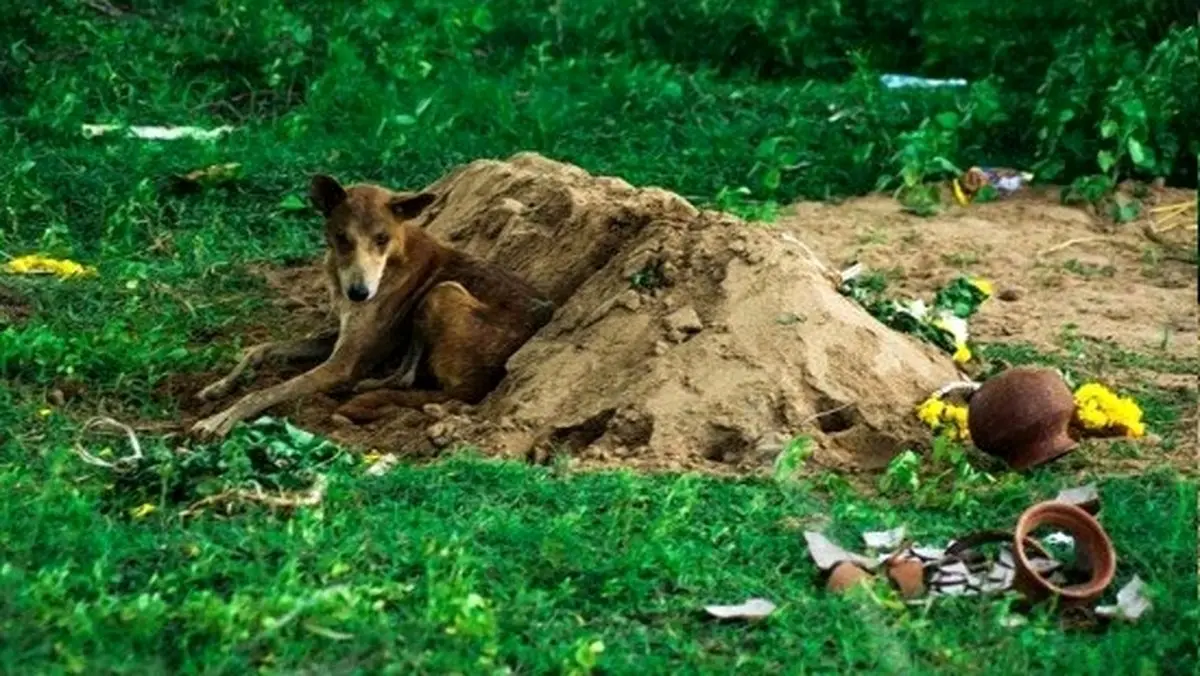 اقدام عجیب سگ وفادار!+ عکس