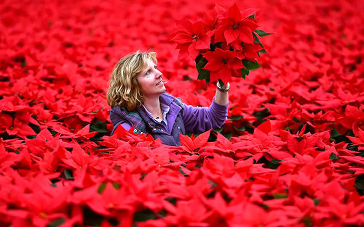 گلخانه‌ای زیبا در اسکاتلند/عکس