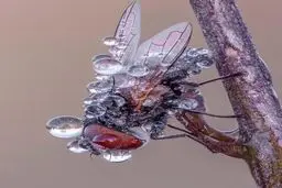 تصویری جالب از مگس باران خورده/ عکس